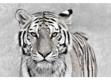 Baby Tiger 30 x 40 Print - SF933040