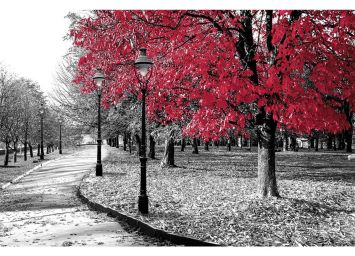 Big Red Tree 24 x 36 Print - SF302436