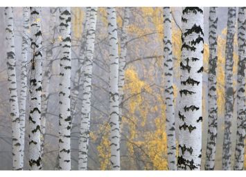 Birch Grove 30 x 40 Print - SF913040