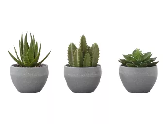 Indoor 6" Succulent Potted Plants - 9587SU00