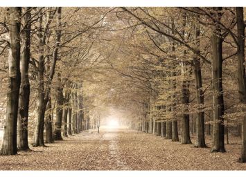 Into The Forest 24 x 36 Print - SF652436