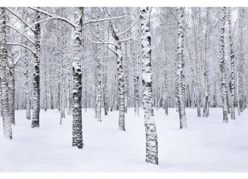 Winter Birch 24 x 36 Print - SF562436